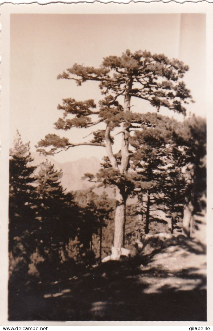 Photo 8.5 X 5.70 -  Corse- Vue Du Col De Bavella (20) 1951 - Places