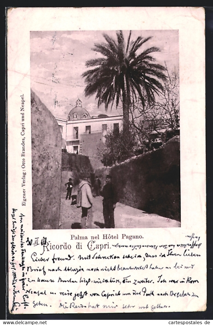 Cartolina Capri, Palma Nel Hotel Pagano  - Other & Unclassified