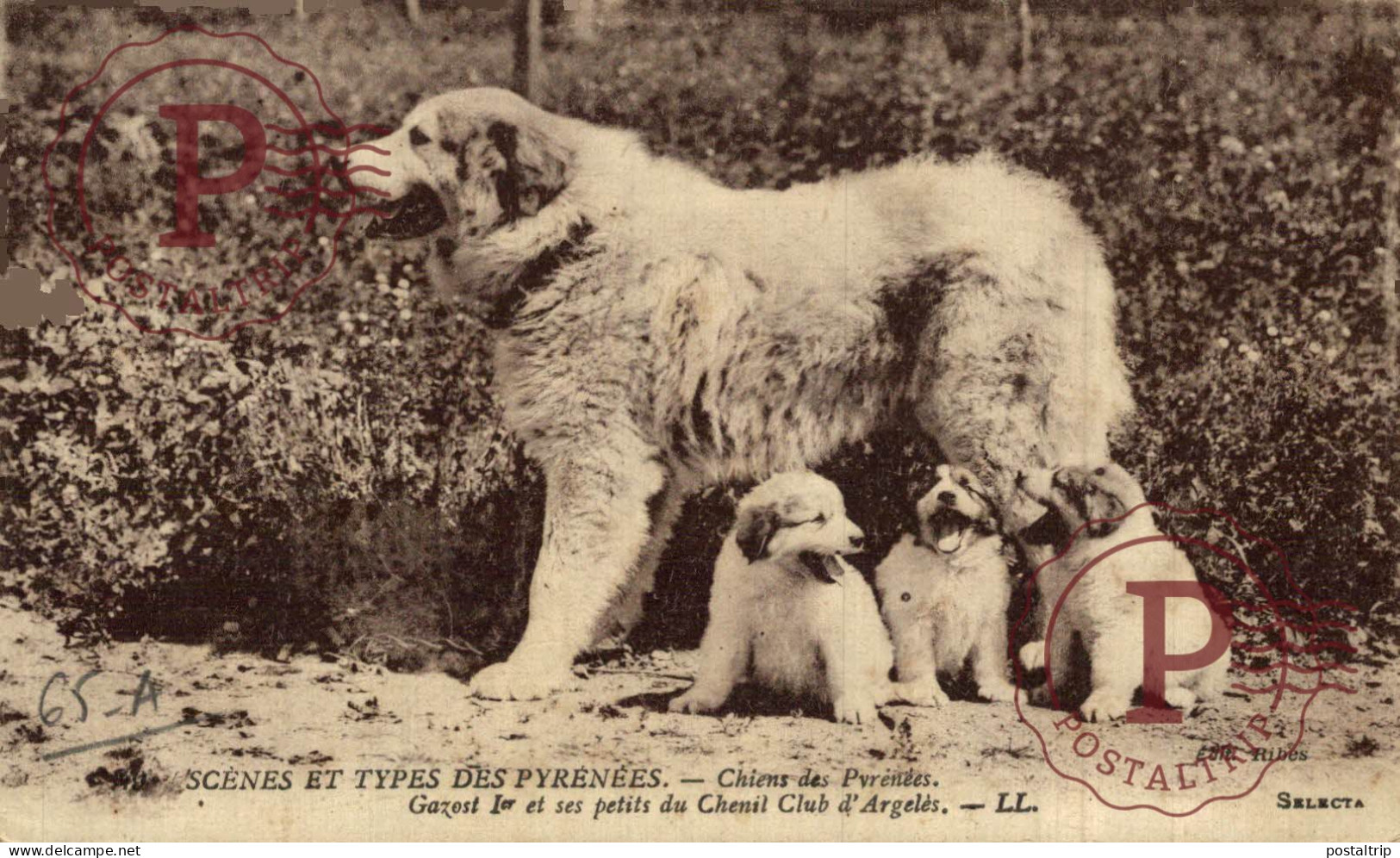 FRANCIA. FRANCE. CHIENS DES PVRENEES - Other & Unclassified