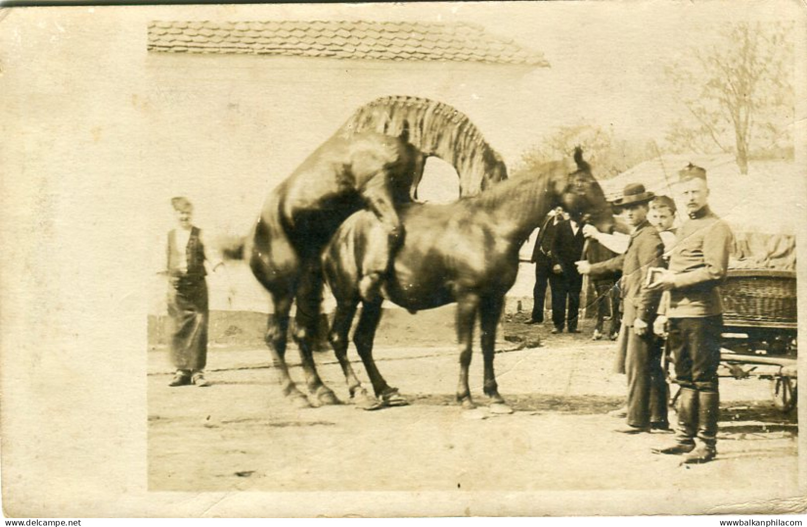 Austria Hungarian Cavalry Horses Photocard - Sonstige & Ohne Zuordnung