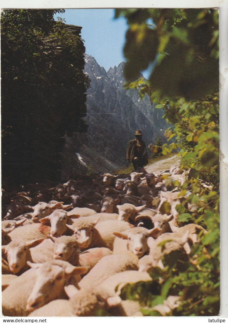 Suisse  Carte Non Circulée  Troupeau De Moutons En Montagnes Avec Gardien - Other & Unclassified