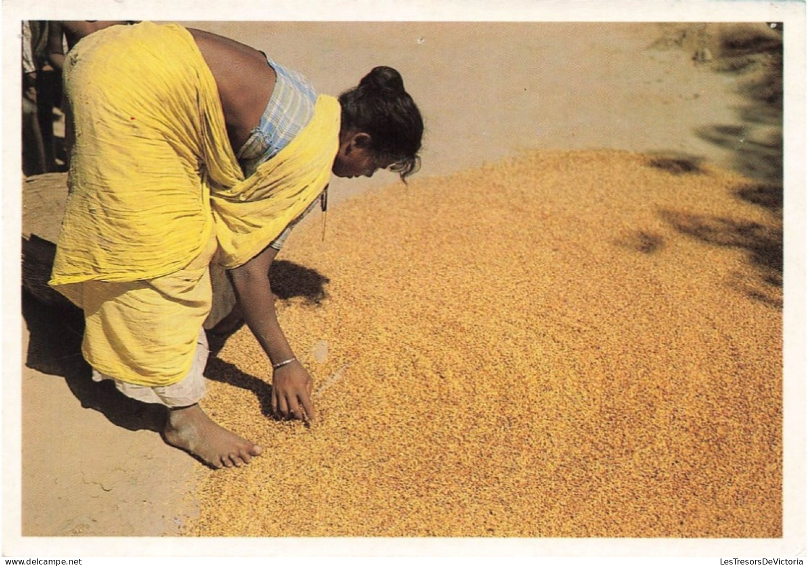 INDE - Assefa India - Animé - Riz - Préparation - Carte Postale - India