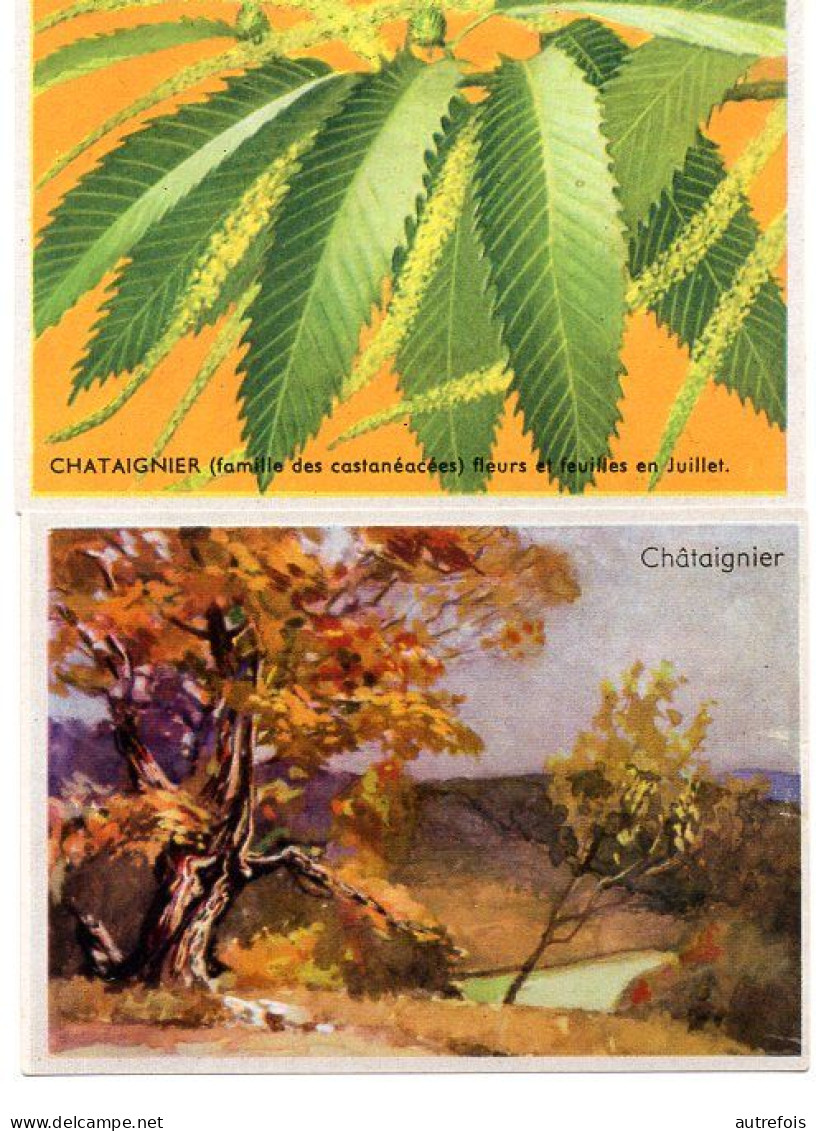 CHATAIGNIER  FLEURS  2 CHROMO  PUB DEJEUNER PAINSADOZ ET FLAN LUMINOR - ETS M LARIVE LIBOS 47 - Sonstige & Ohne Zuordnung