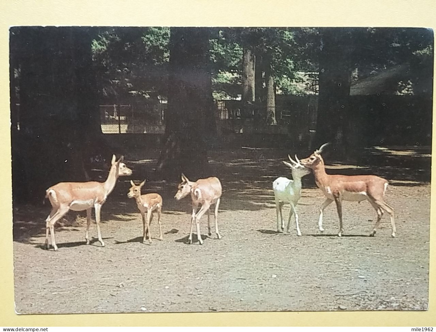 KOV 506-37 - ANTILOPE, ZOO GARDEN ZAGREB, JARDIN ZOOLOGIQUE - Autres & Non Classés