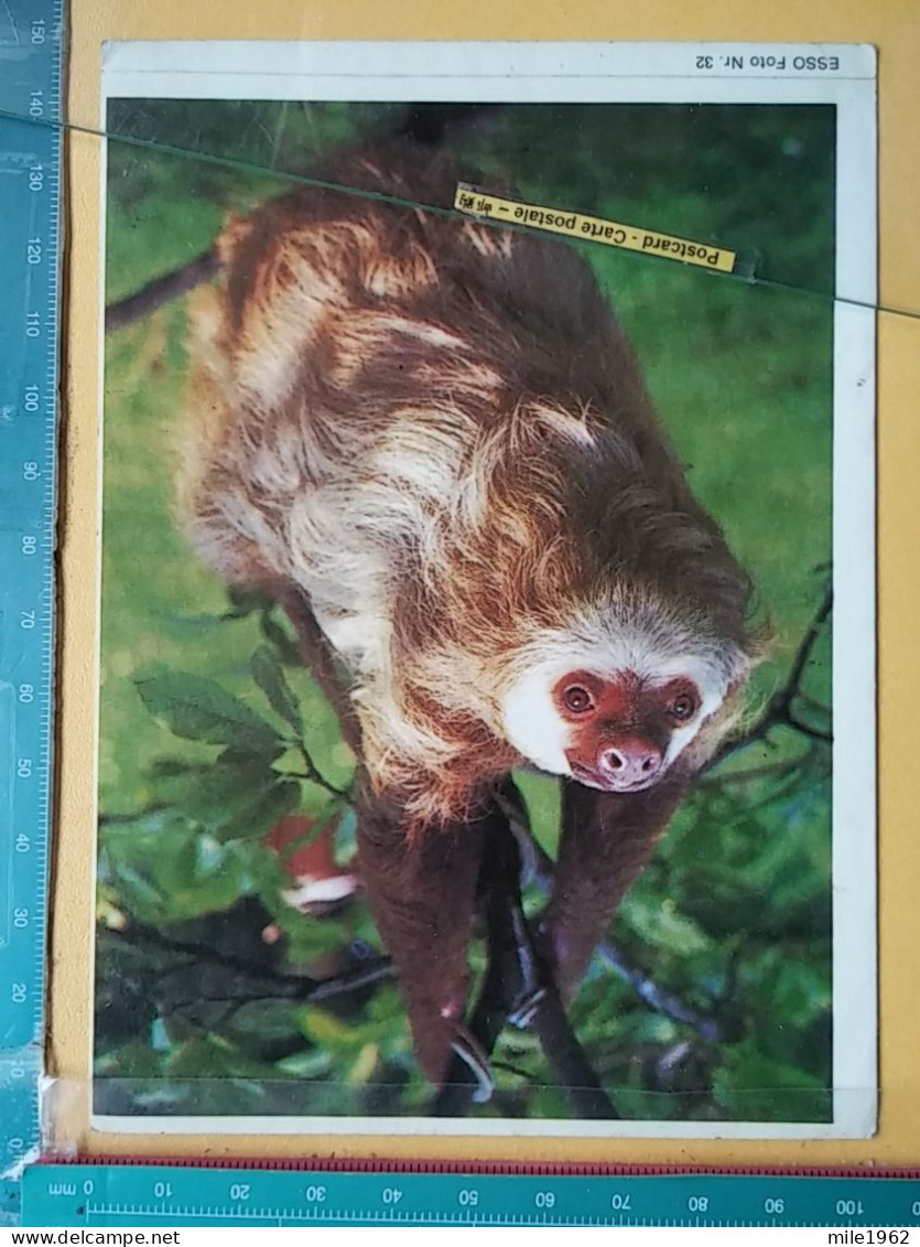 KOV 506-37 - Maned Sloth STICKER, AUTOCOLLANT - Autres & Non Classés