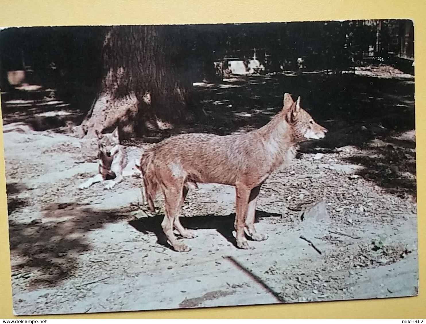 KOV 506-36 - WOLF, LOUP, ZOO GARDEN ZAGREB, JARDIN ZOOLOGIQUE - Sonstige & Ohne Zuordnung