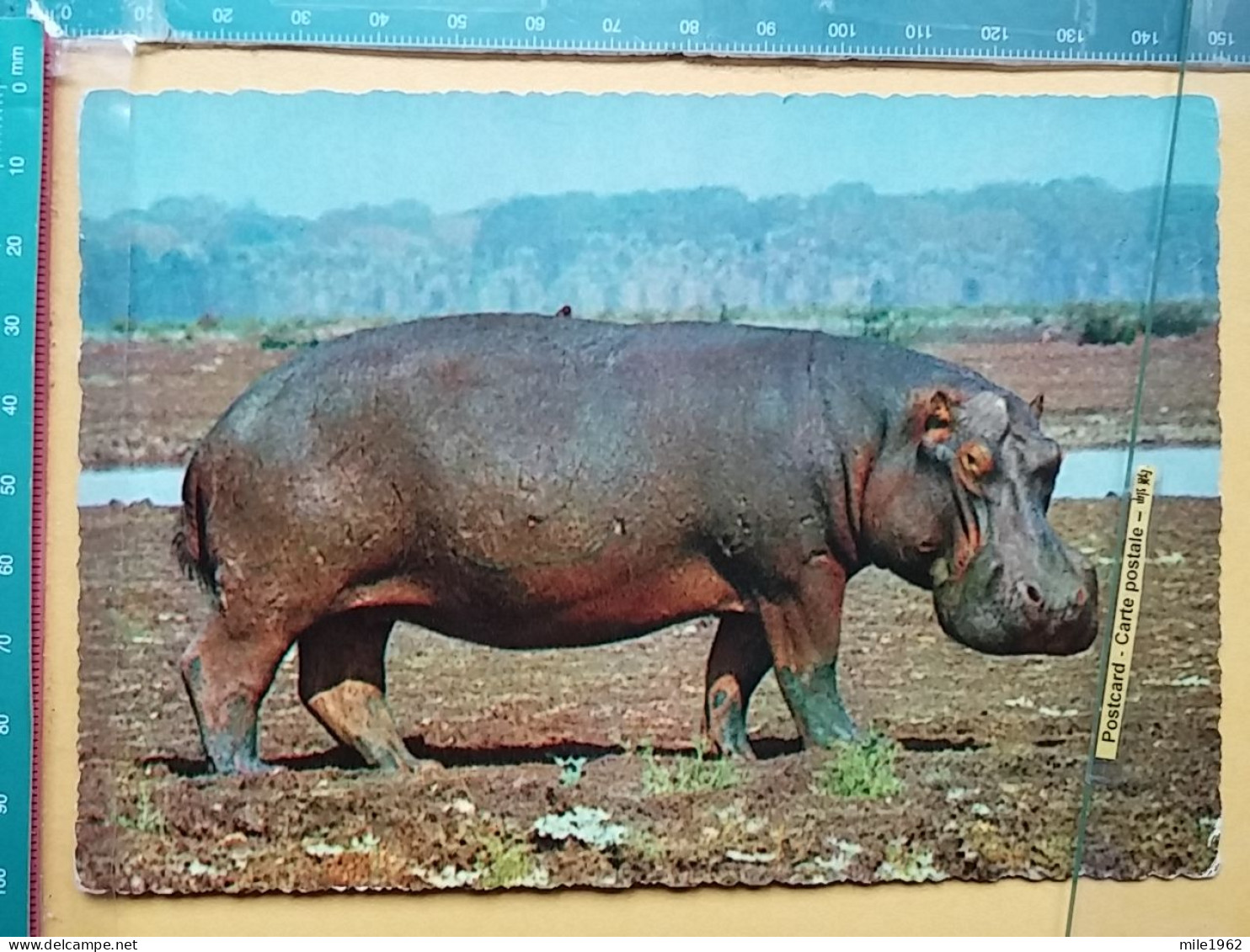 KOV 506-34 - HIPPOPOTAMUS, HIPPOPOTAME, NILPFERD - Hippopotames