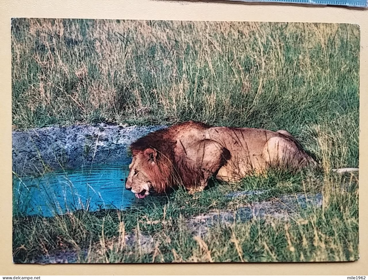 KOV 506-33 - LION, LEONESSA, LIONNE, AFRICA - Leeuwen