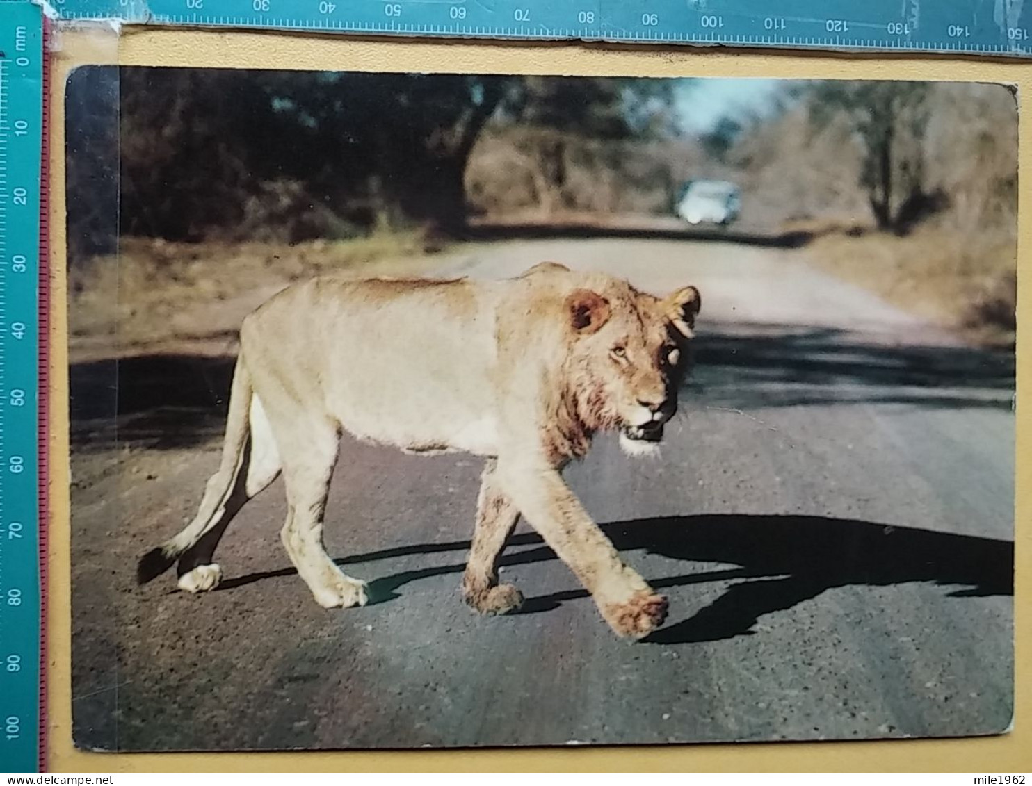 KOV 506-33 - LION, LEONESSA, LIONNE, AFRICA - Lions