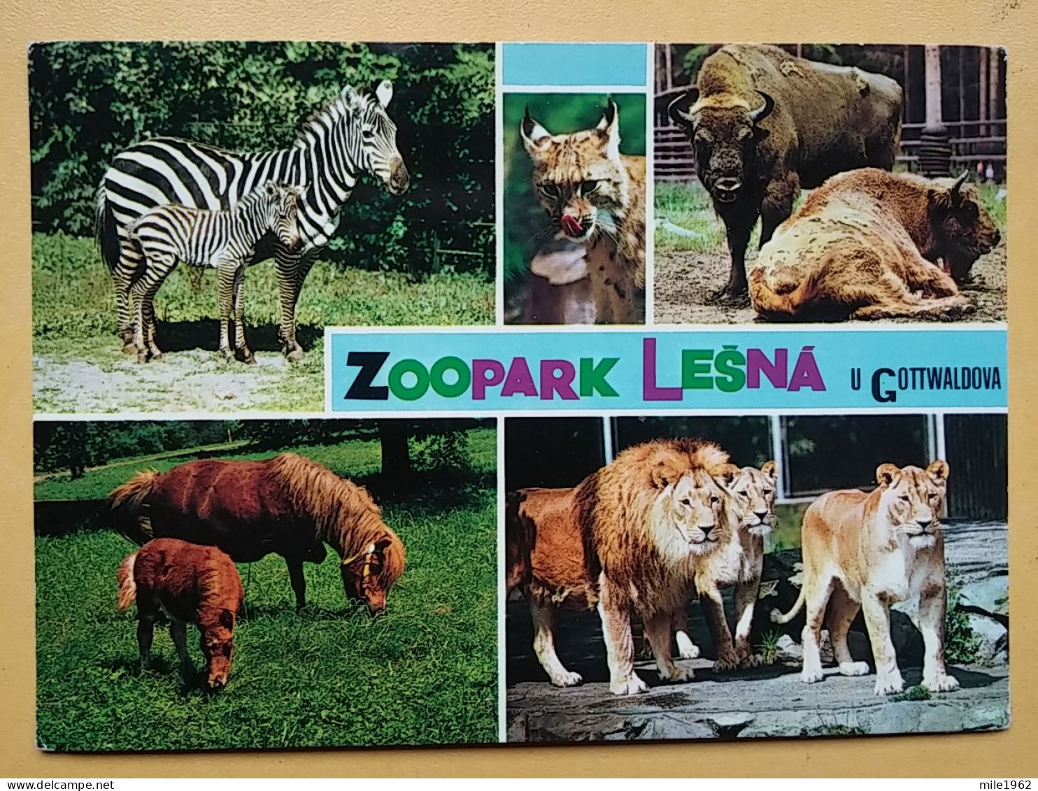 KOV 506-33 - LION, LEONESSA, LIONNE, ZEBRA, ZOO GARDEN LESNA, GOTTWALDOV, JARDIN ZOOLOGIQUE - Lions