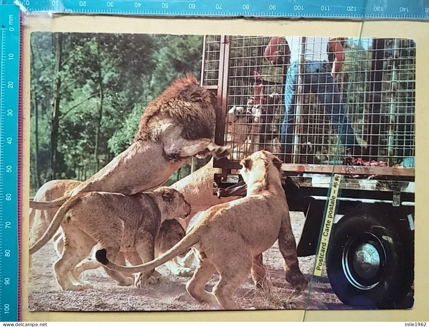 KOV 506-33 - LION, LEONESSA, LIONNE, AFRICA SAFARI, WARRAGAMBA - Löwen