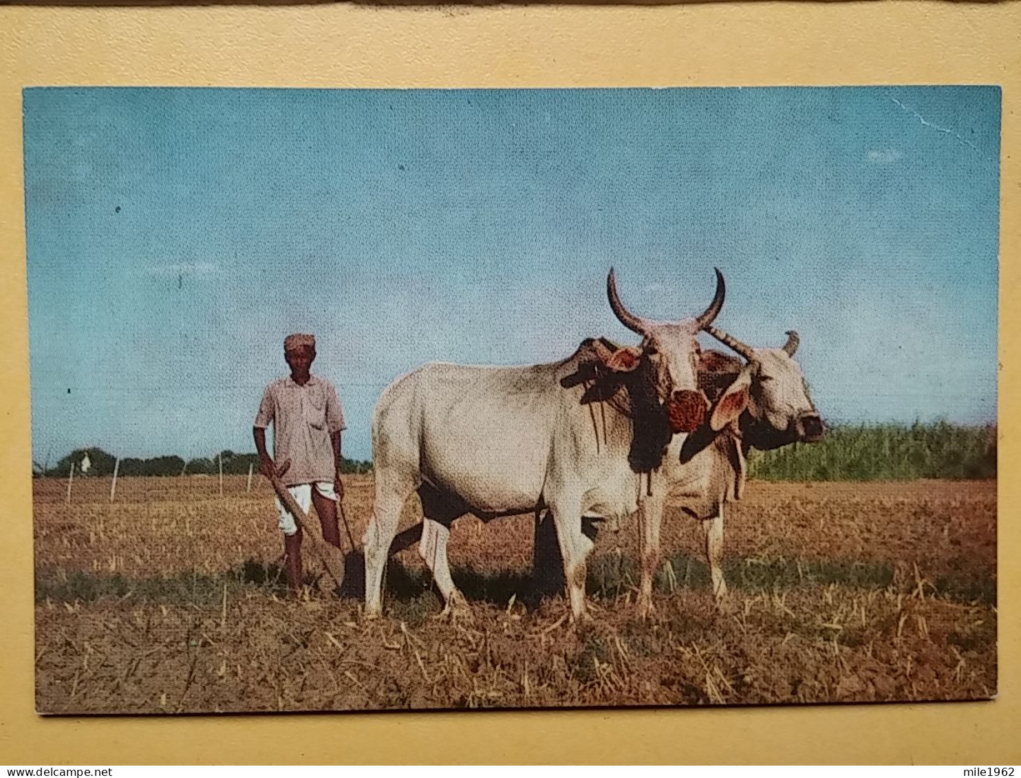KOV 506-32 - BULL, TAUREAU, INDIA - Bull