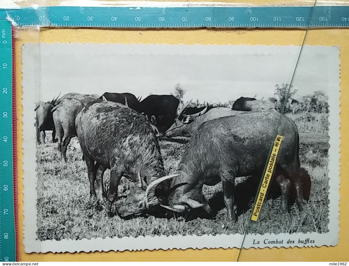 KOV 506-31 - BULL, TAUREAU, BUFFLES - Stieren