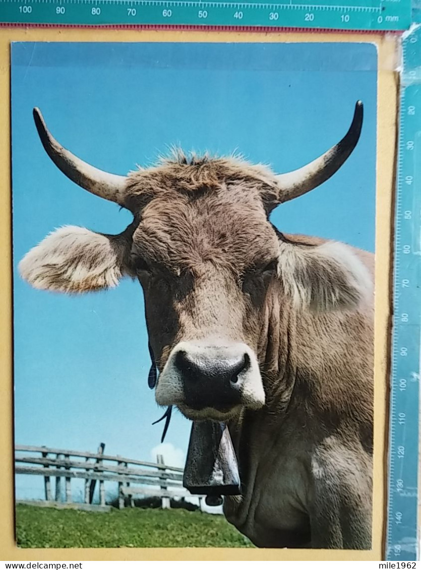 KOV 506-31 - COW, VACHE  - Cows