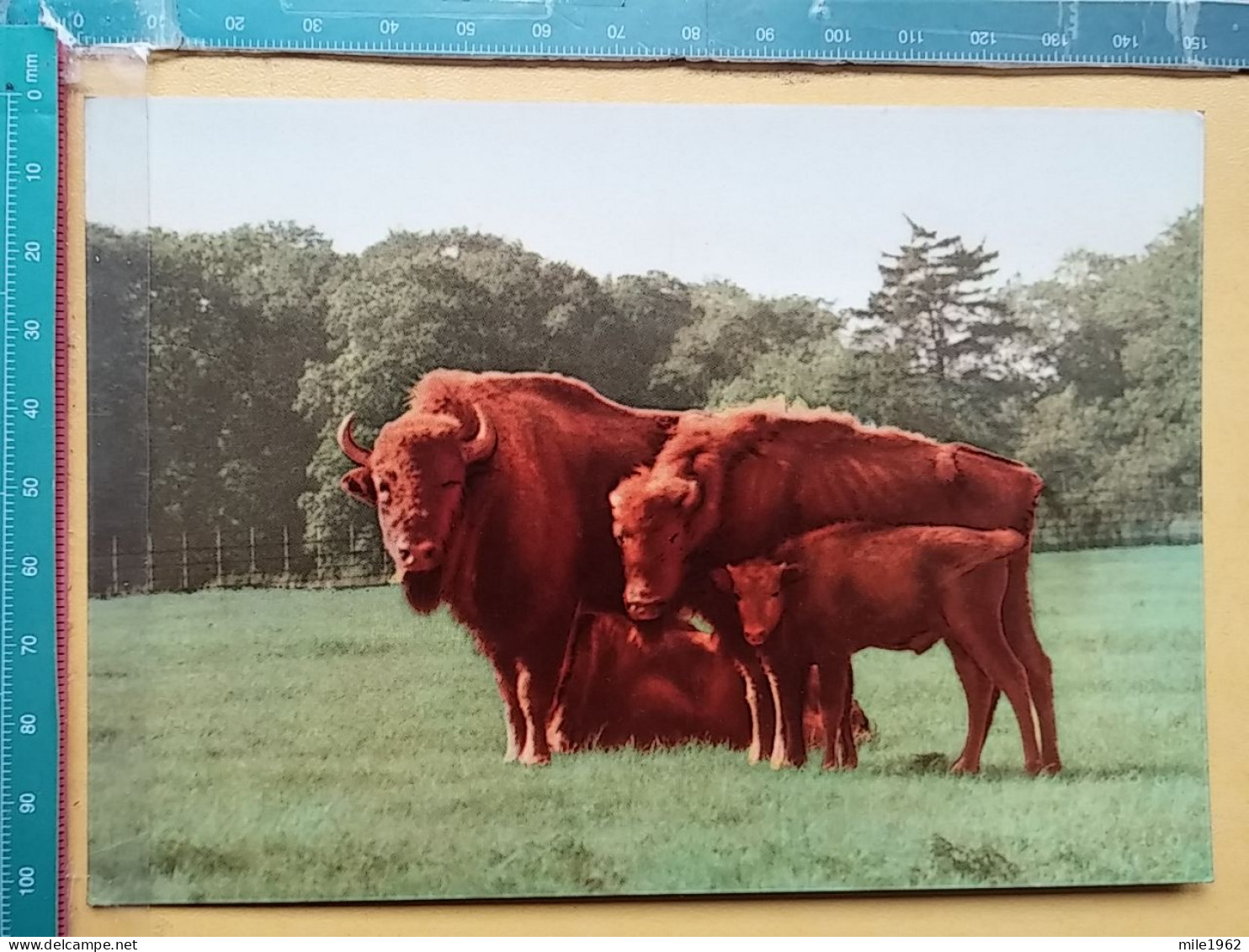 KOV 506-31 - BISON, WOBURN PARK - Sonstige & Ohne Zuordnung