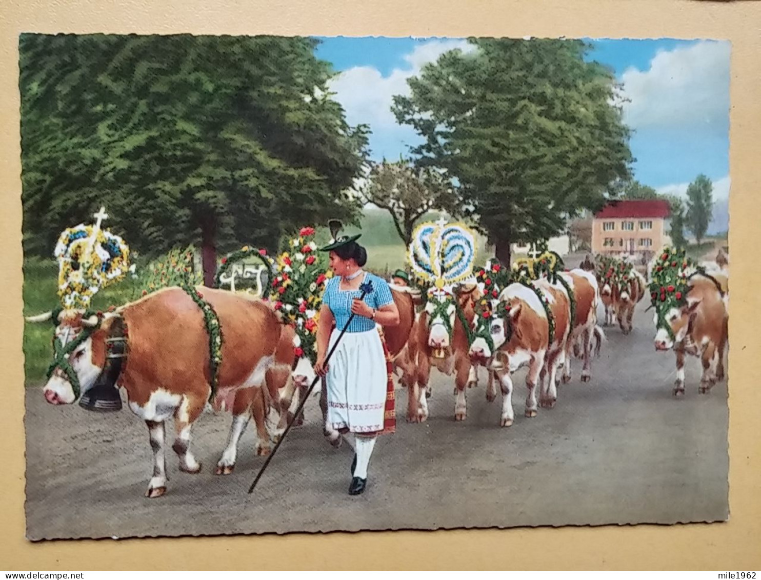 KOV 506-31 - COW, VACHE , ALMABTRIEB, CARNAVAL - Cows