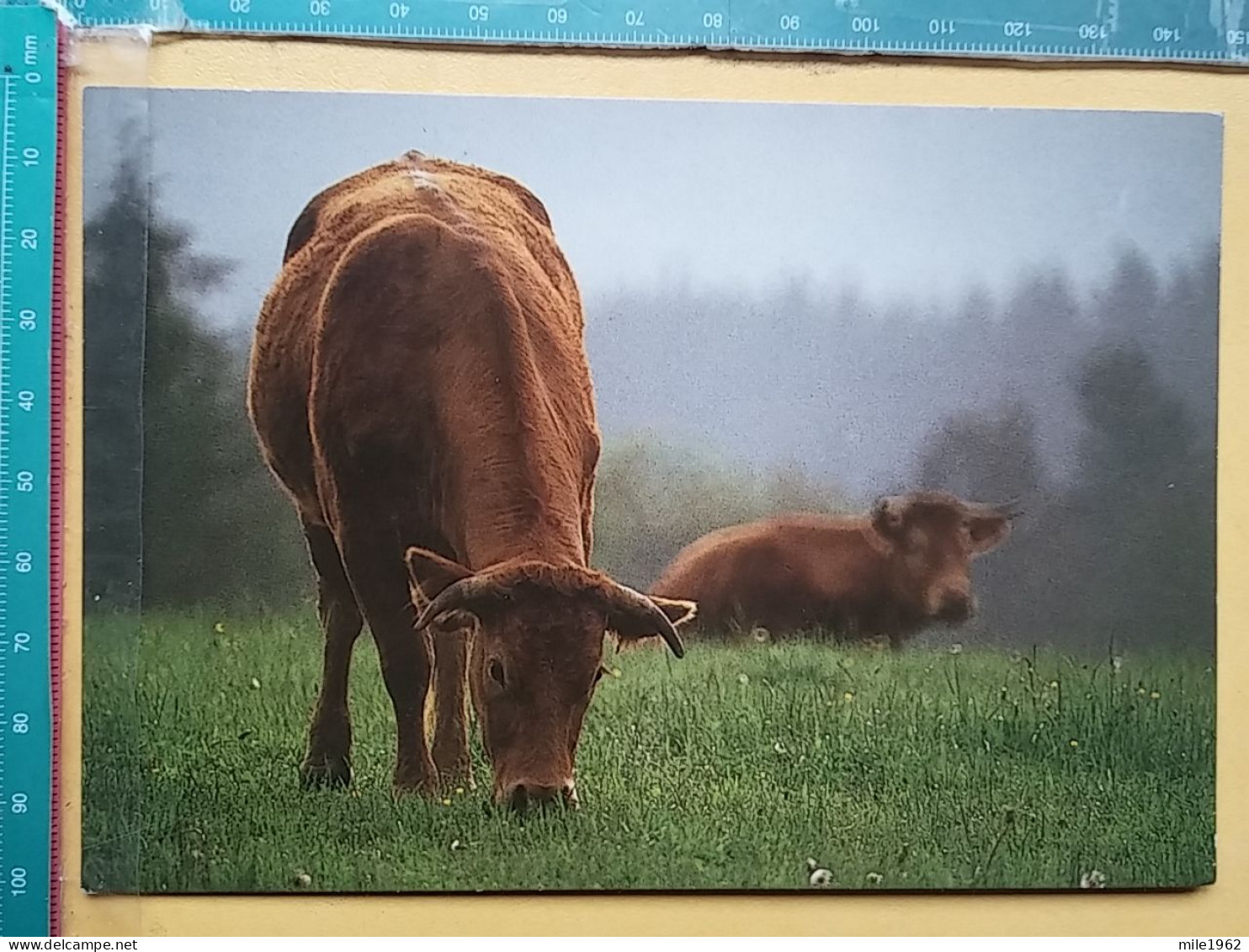 KOV 506-31 - COW, VACHE  - Kühe
