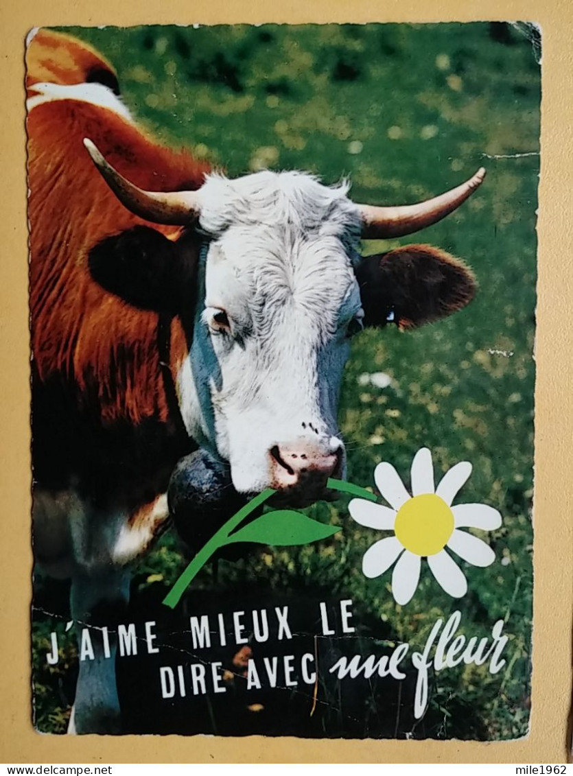 KOV 506-31 - COW, VACHE , - Kühe