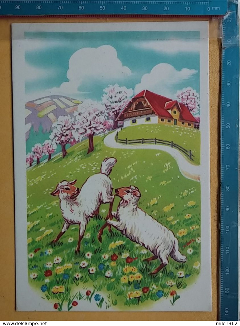 KOV 506-30 - SHEEP, MOUTON - Sonstige & Ohne Zuordnung