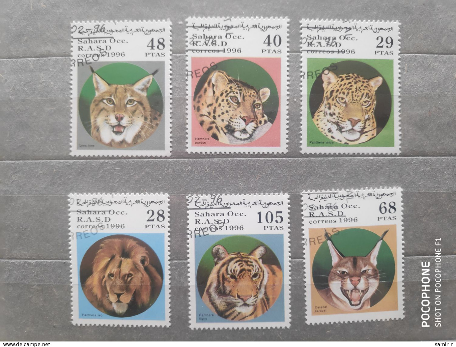 1996	Sahara	Cats (F97) - Africa (Other)