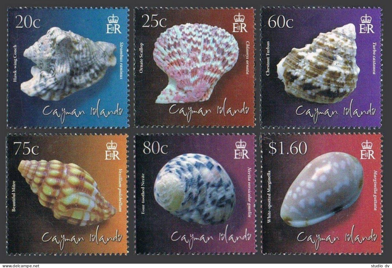 Cayman 1058-1063,1064,MNH. Shells 2010. Hawk-wing Conch,Ornate Scallop,Chestnut, - Cayman Islands