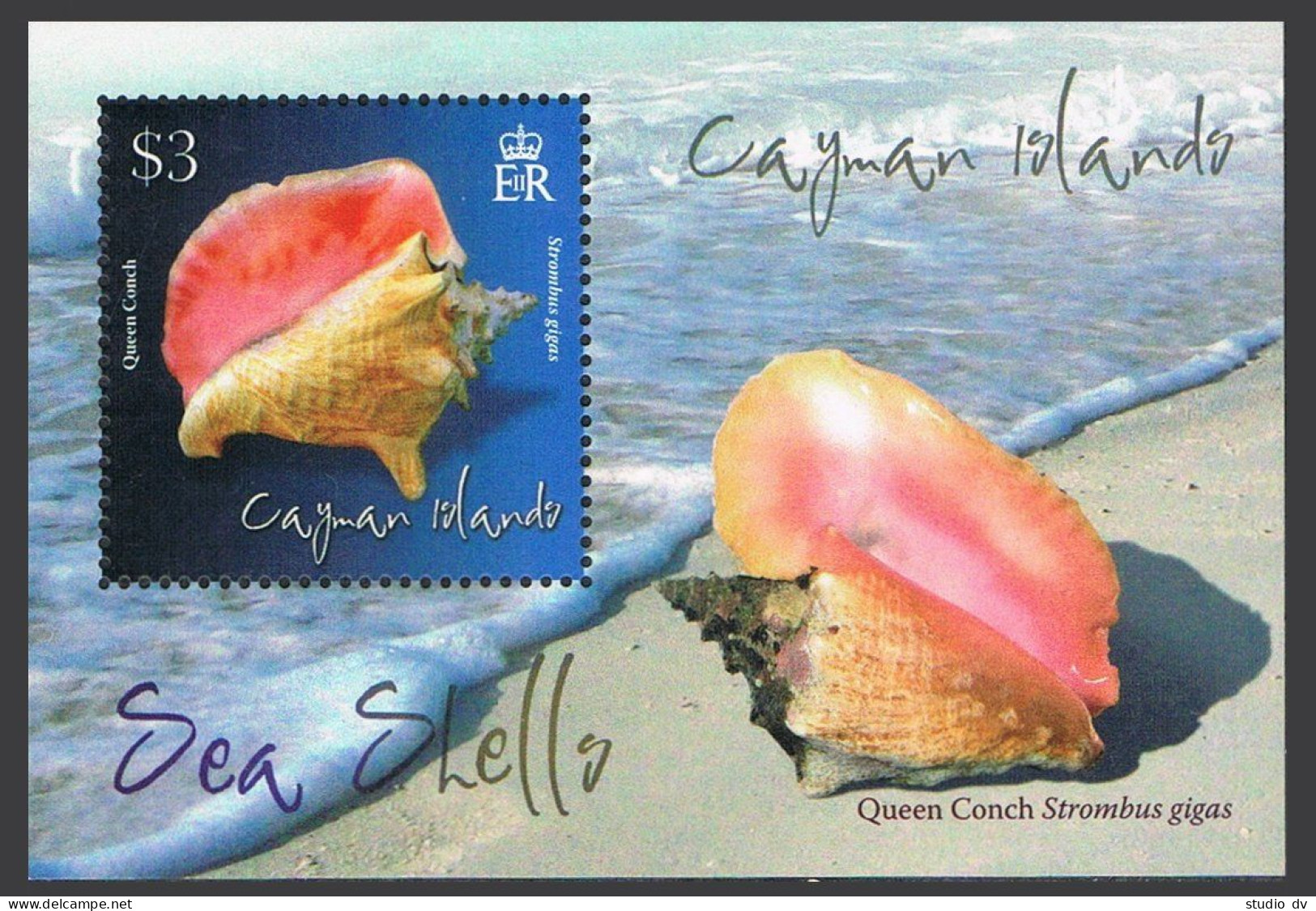 Cayman 1058-1063,1064,MNH. Shells 2010. Hawk-wing Conch,Ornate Scallop,Chestnut, - Cayman Islands