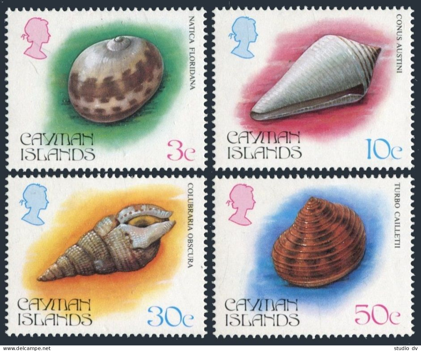 Cayman 518-521,lightly Hinged. Shells-1984:Natica Floridana,Conus,Colubraria, - Kaimaninseln