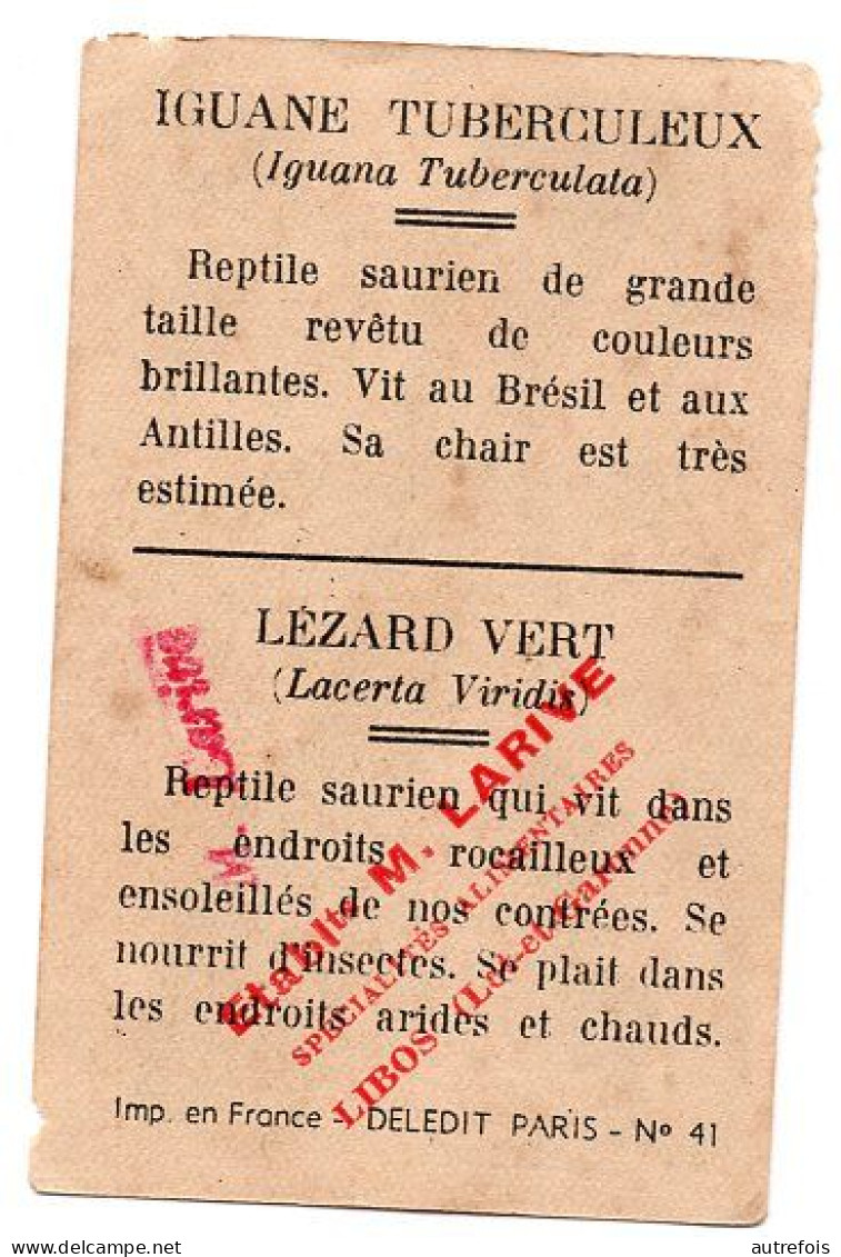 IGUANE TUBERCULEUX  LEZARD VERT    CHROMO  PUB DEJEUNER PAINSADOZ ET FLAN LUMINOR - ETS M LARIVE LIBOS 47 - Otros & Sin Clasificación