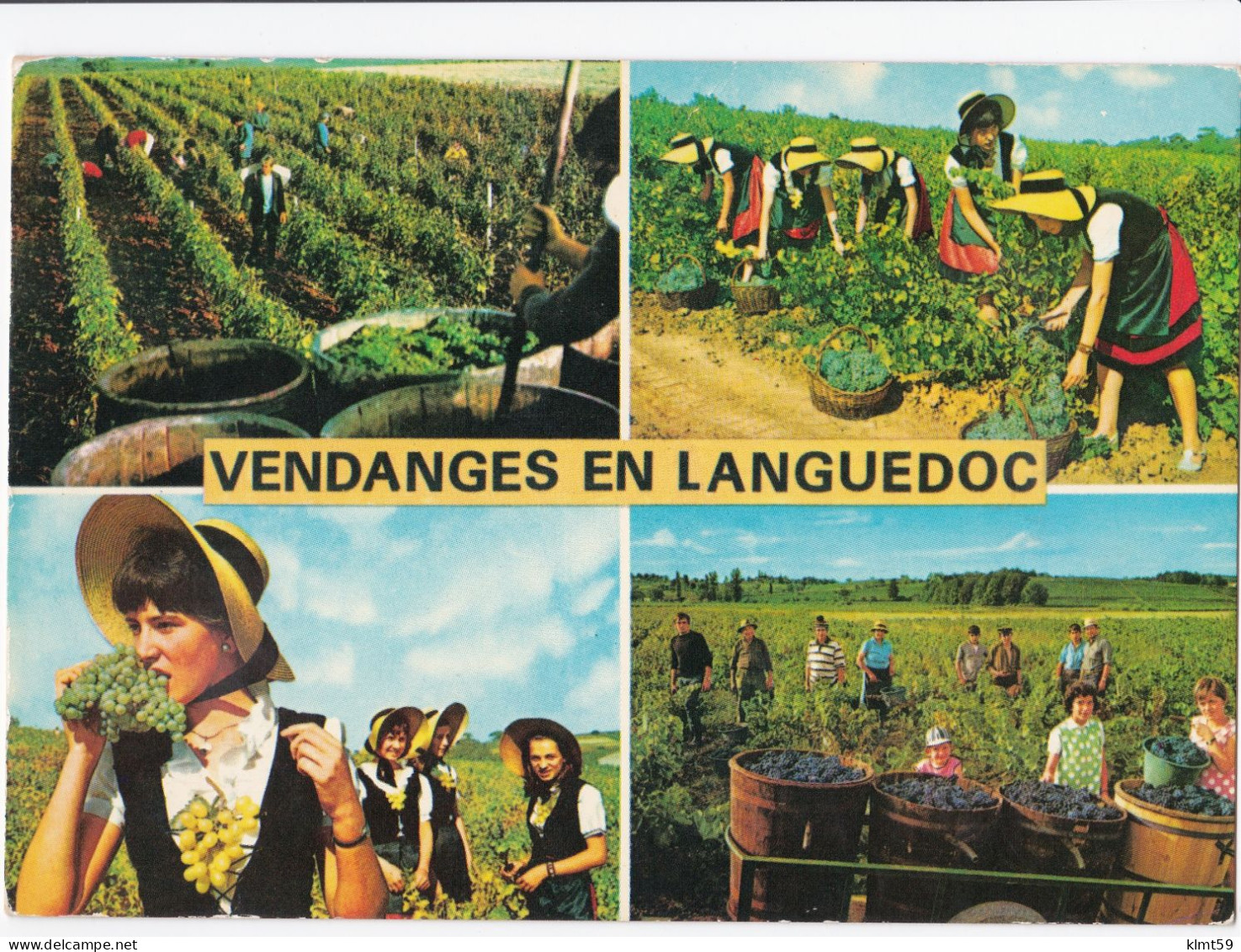 Vendanges En Languedoc - Other & Unclassified