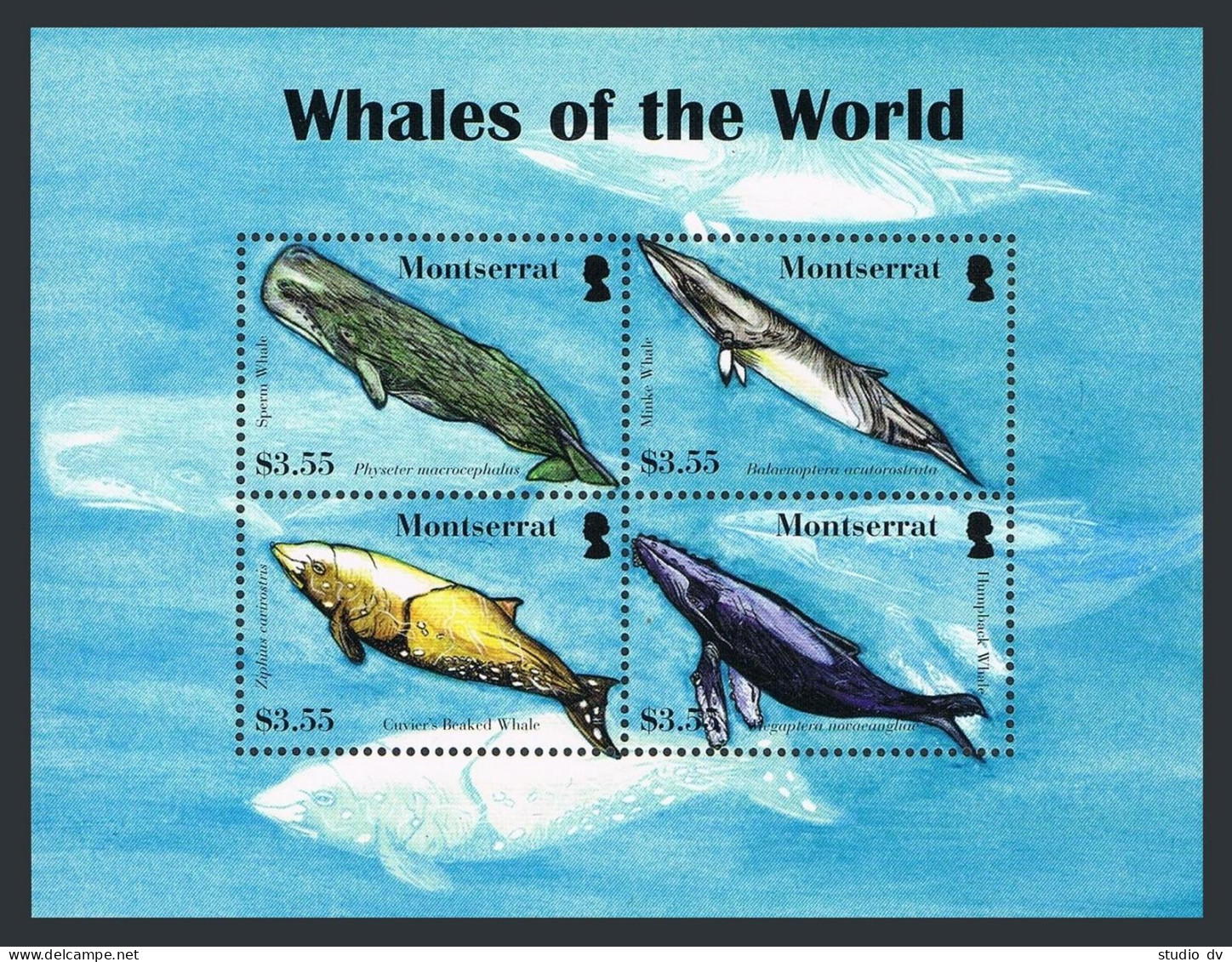 Montserrat 1198 Ad Sheet, MNH. Whales 2008.Sperm,Minke,Cuvier's Beaked,Hampback. - Montserrat