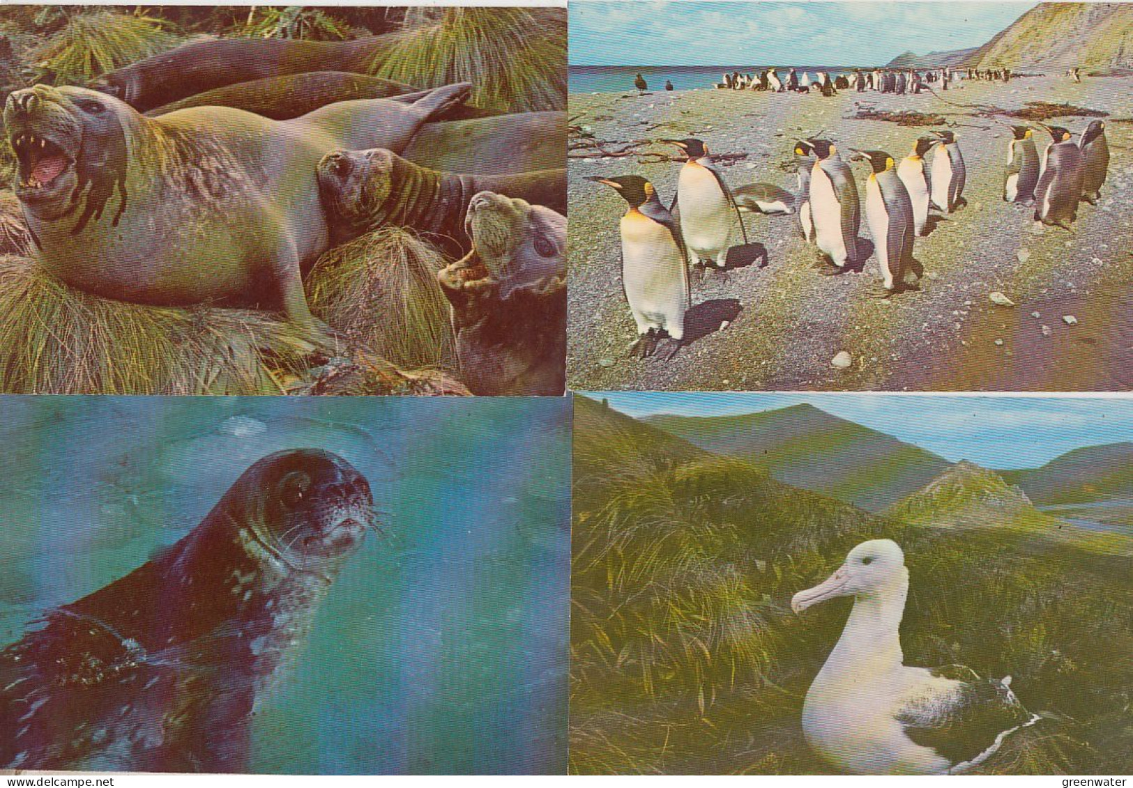 Antarctica Fauna 4 Postcards Ca MS Lindblad Explorer (unused) (59795) - Other & Unclassified