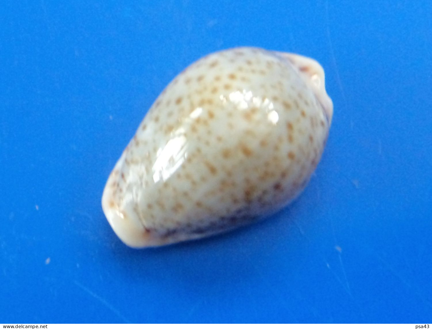 Cypraea Turdus Djibouti 25,3mm GEM N6 - Seashells & Snail-shells