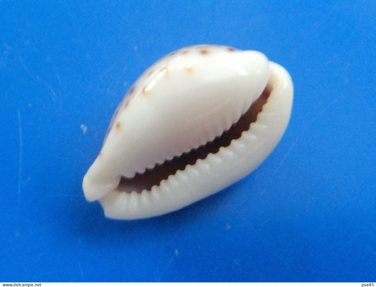 Cypraea Turdus Djibouti 25,3mm GEM N6 - Muscheln & Schnecken