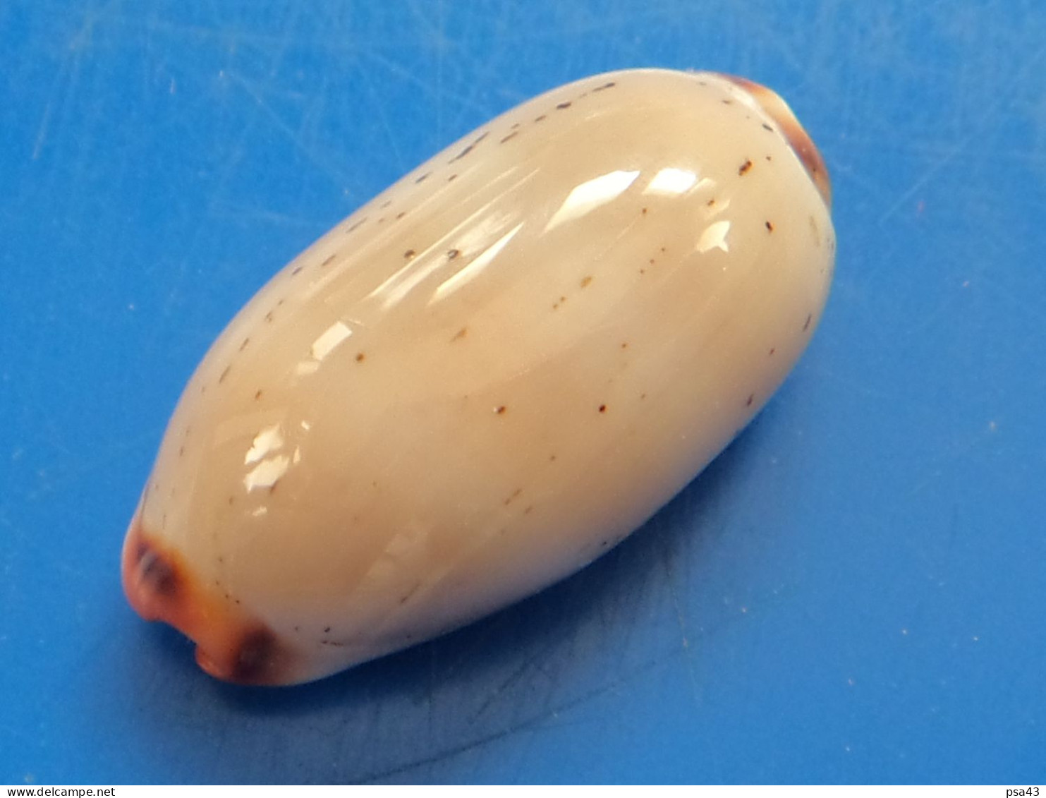 Cypraea Controversa (isabella)  Nouvelle Calédonie 24,8mm GEM N3 - Seashells & Snail-shells