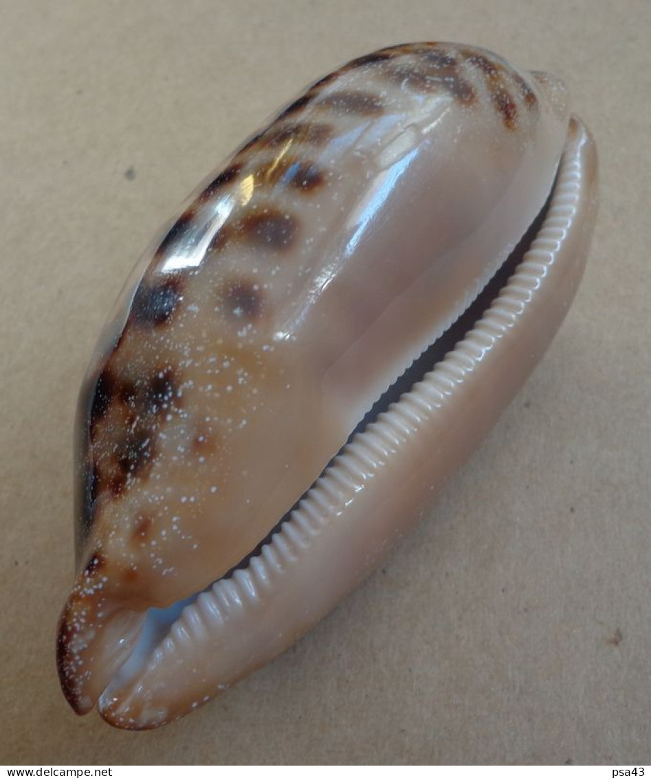 Cypraea Testudinaria Philippines 107,5mm F+++/GEM - Seashells & Snail-shells