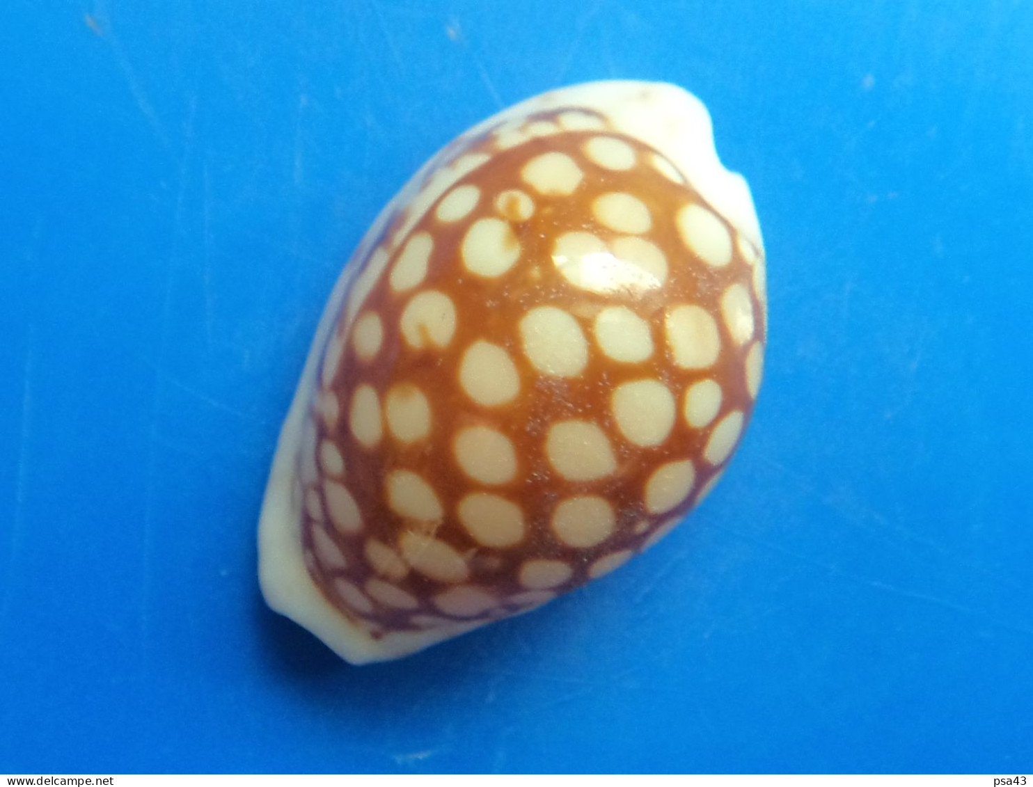 Cypraea Toliarensis Madagascar (Tuléar) 17,7mm GEM N1 - Seashells & Snail-shells