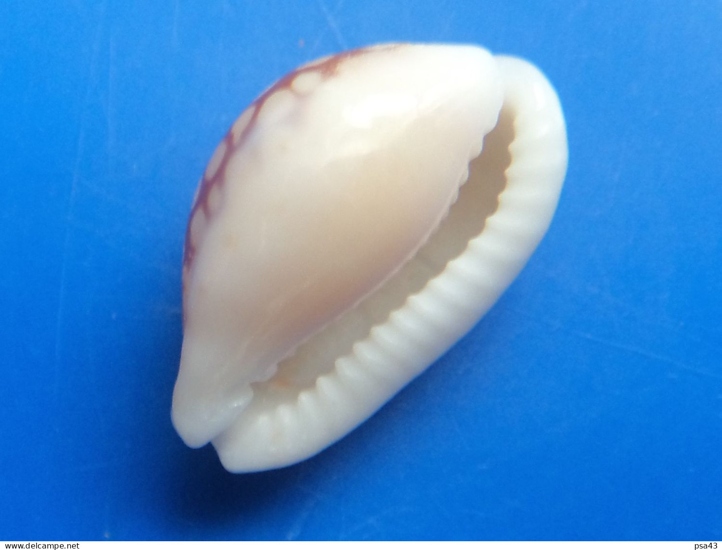 Cypraea Toliarensis Madagascar (Tuléar) 17,7mm GEM N1 - Seashells & Snail-shells