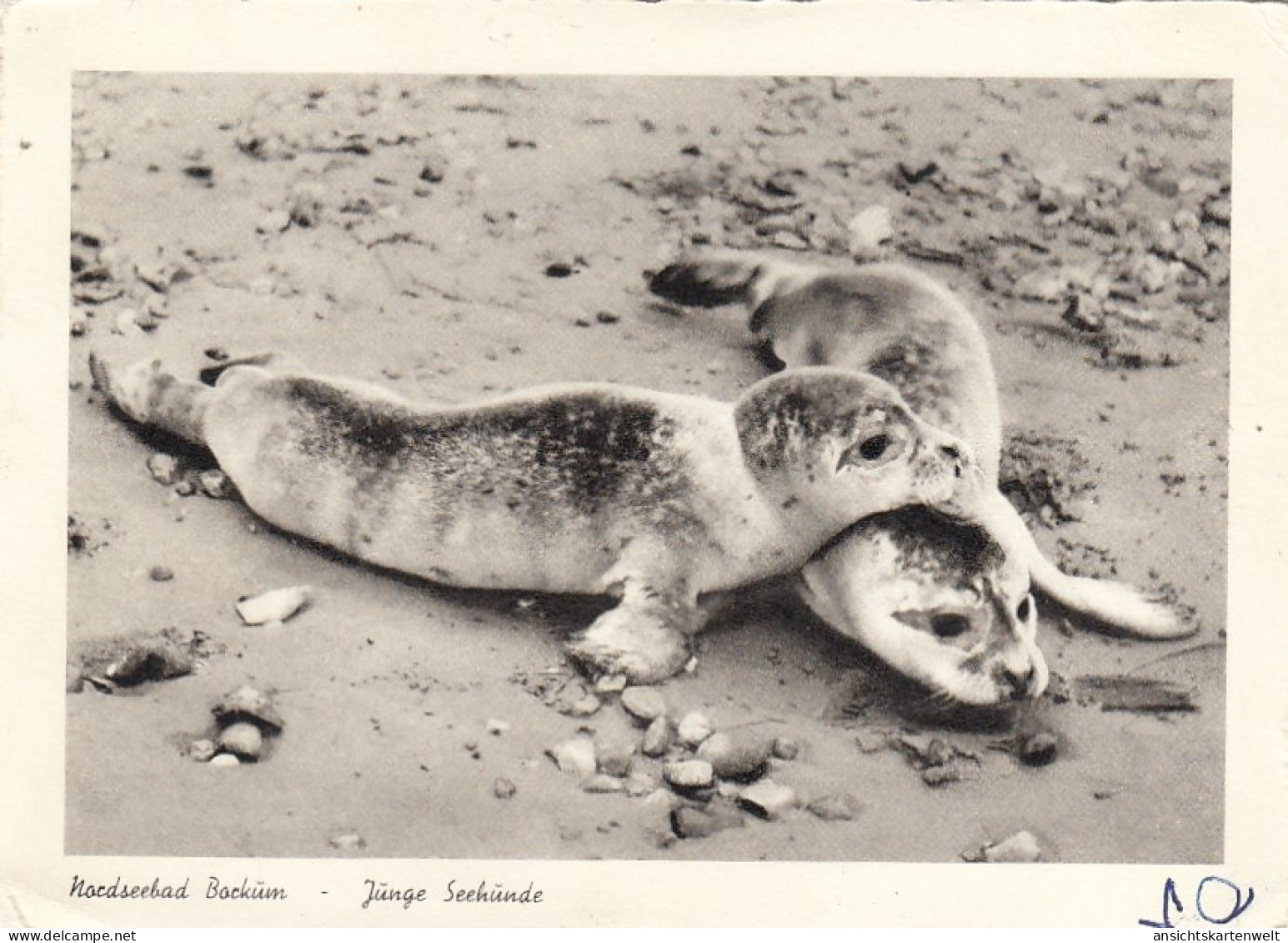 Nordseeheilbad Borkum, Tiere: Junge Seehunde Ngl #G5190 - Sonstige & Ohne Zuordnung