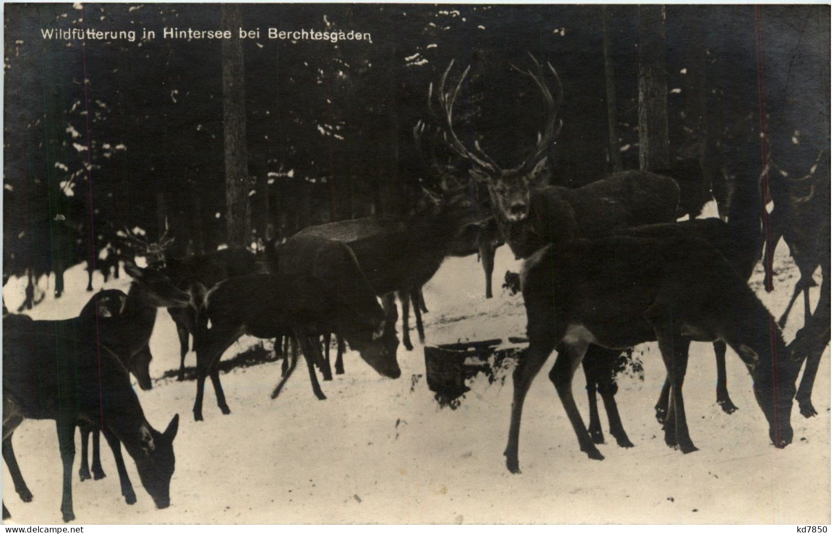 Wildfütterung In Hintersee Bei Berchtesgaden - Berchtesgaden