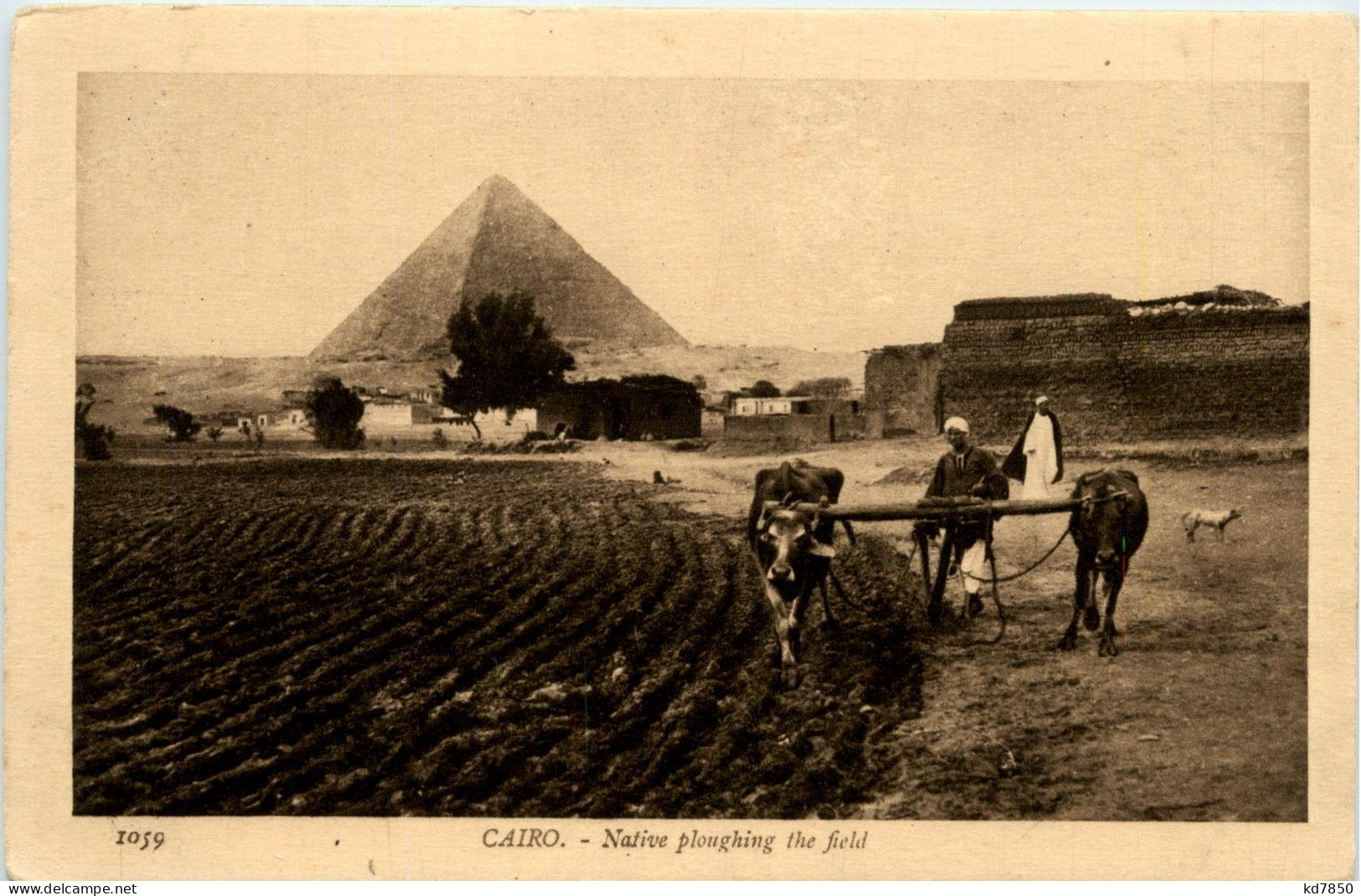 Cairo - Native Ploughing The Field - Autres & Non Classés