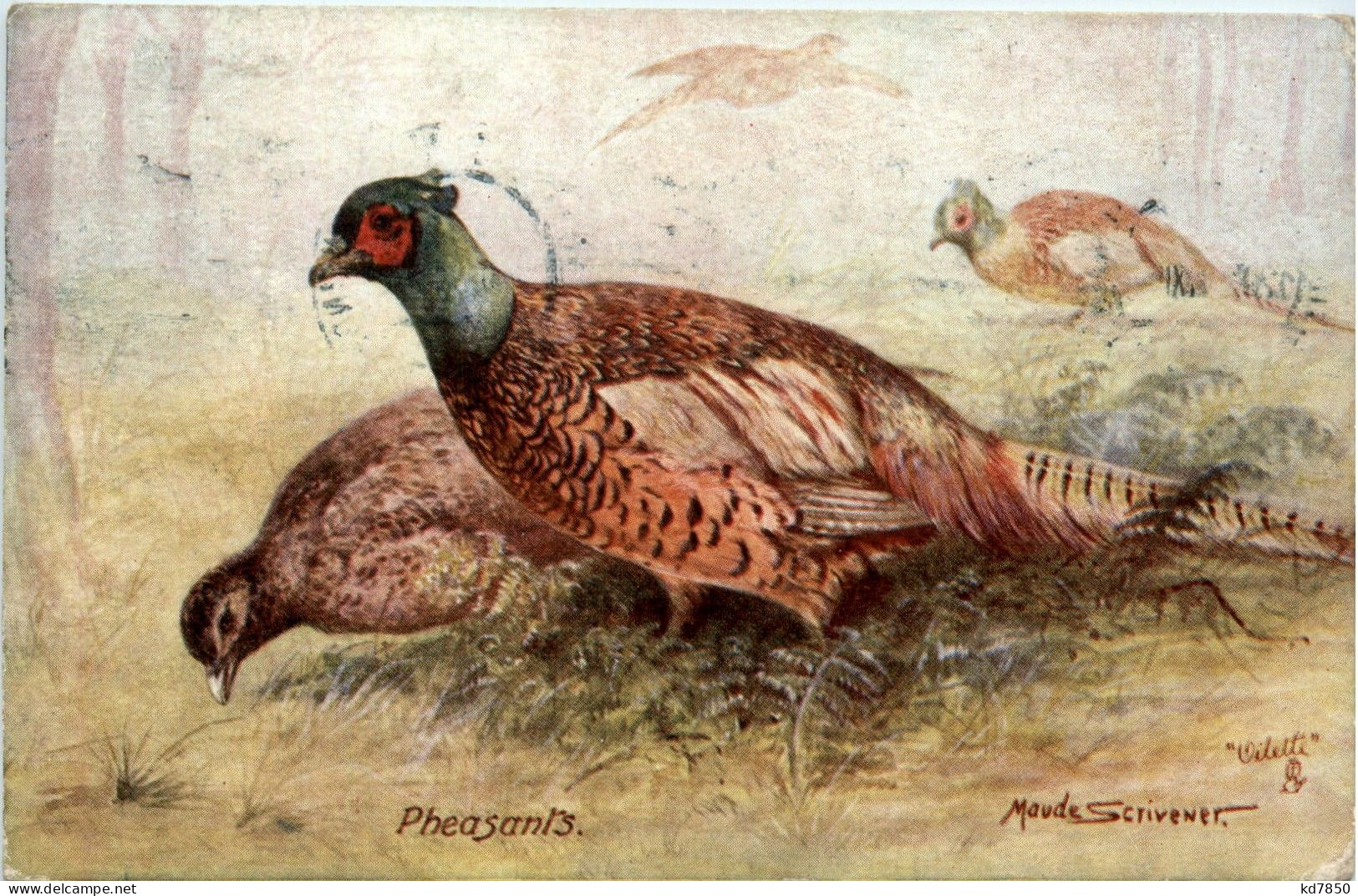 Pheasants - Vögel