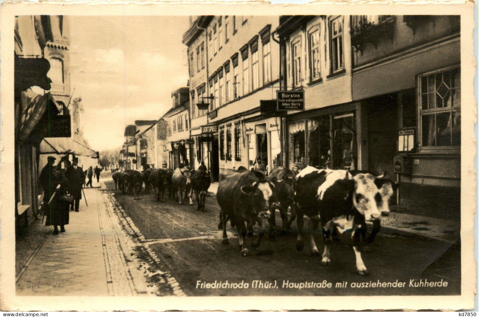 Friedrichroda - Hauptstrasse Mit Ausziehender Kuhherde - Friedrichroda