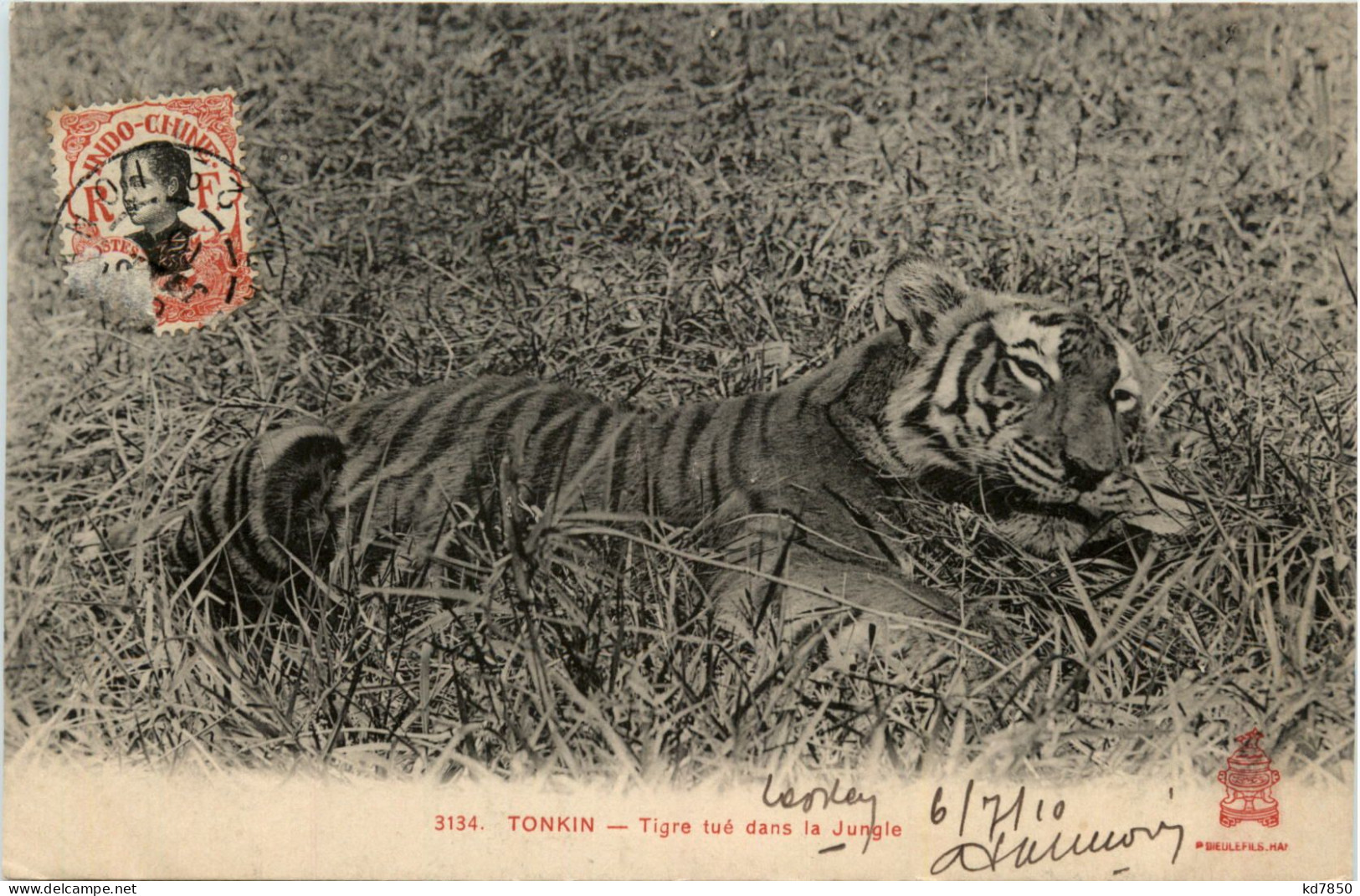 Tonkin - Tiger - Vietnam