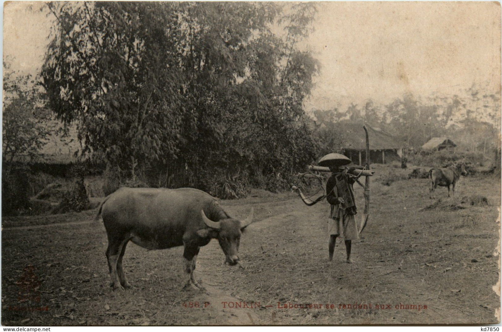 Tonkin - Laboureur - Vietnam