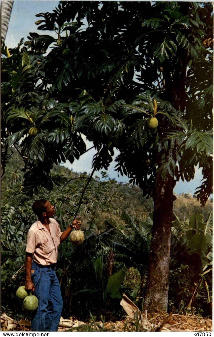 Martinique - Bread Fruit Tree - Andere & Zonder Classificatie