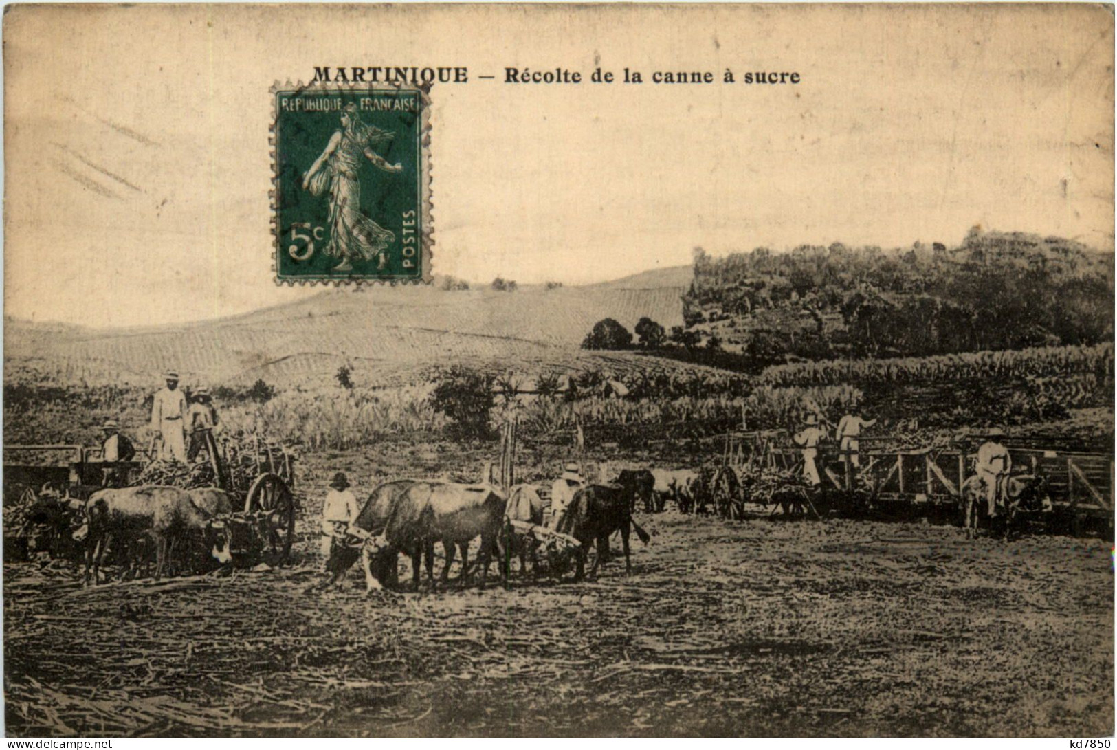 Martinique - Recolte De La Canne A Sucre - Sonstige & Ohne Zuordnung