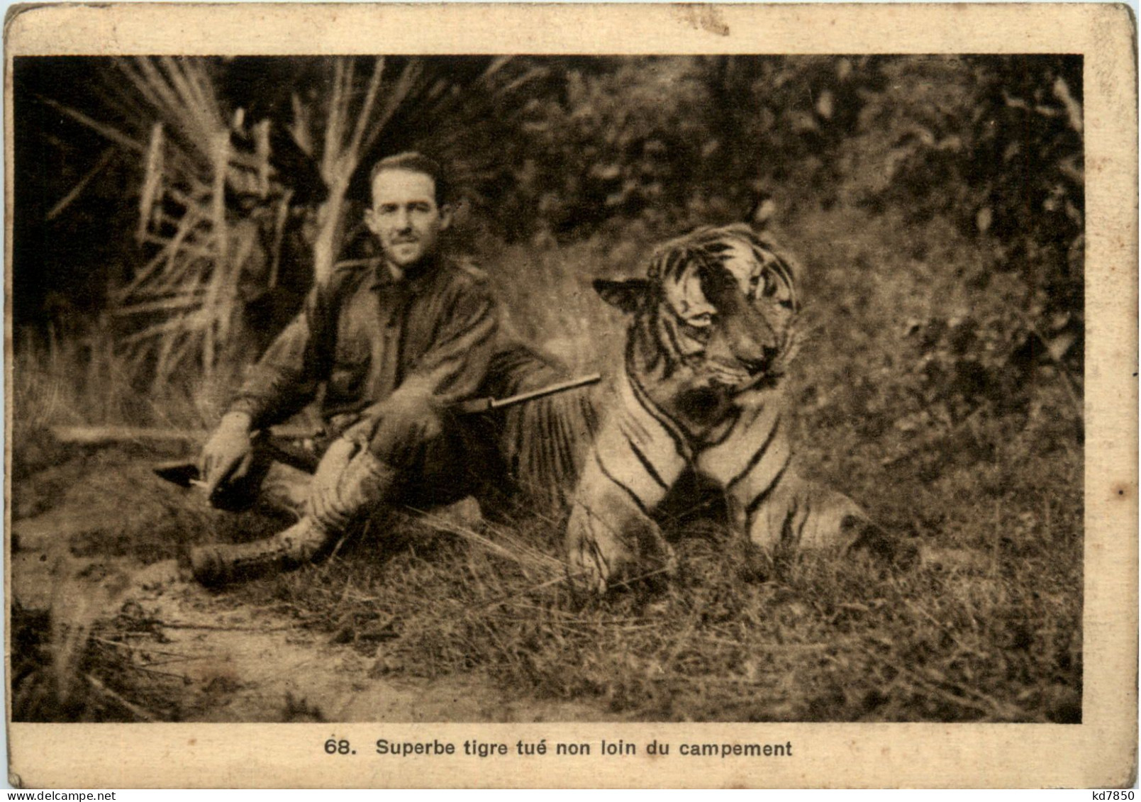 Indochina - Superbe Tigre Tue Non Lin Du Campement - Jagd - Vietnam