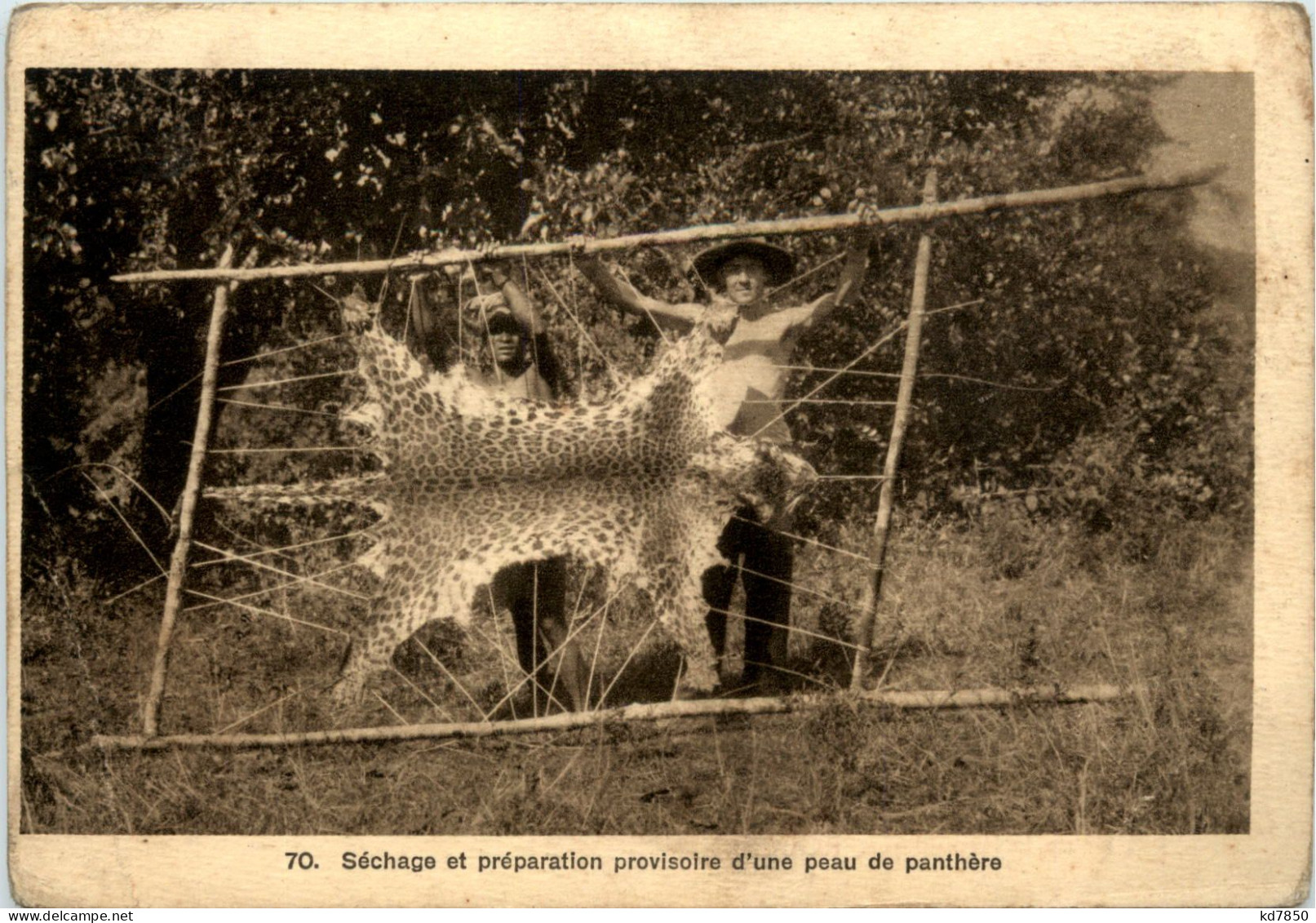 Indochina - Sechage Et Preparation D Une Peau De Panthere - Vietnam