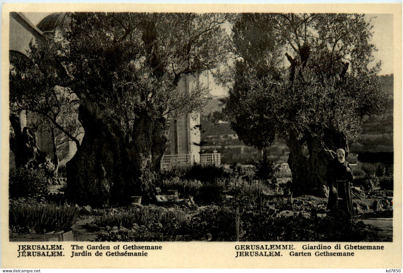 Jerusalem - Jardin De Gethsemanie - Israel