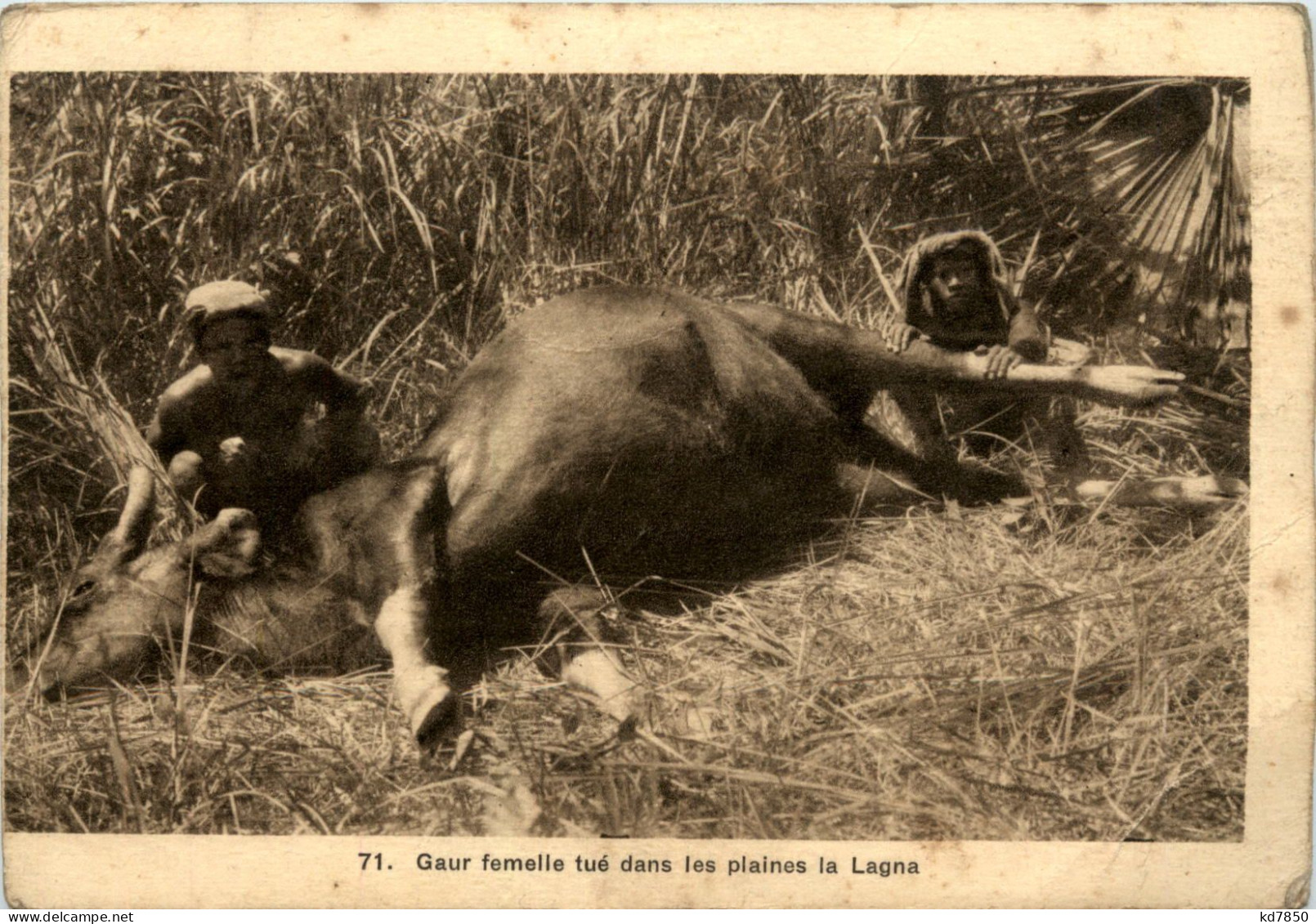 Indochina - Gaur Femelle - Vietnam